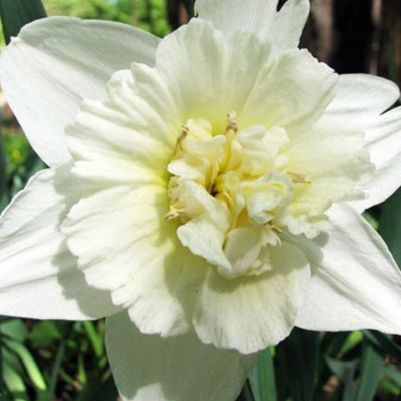 Ice King Daffodil Bulbs | Buy Online | Boston Seeds